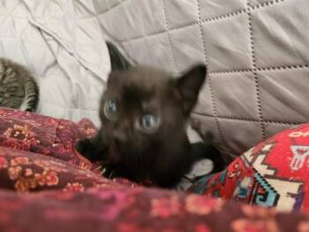 GIZMO -  Domestic Short Hair Cat for Adoption in Louisville, Kentucky - GIZMO | PetCurious