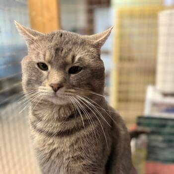 Domestic Short Hair Cats Available for Adoption - Otis | PetCurious