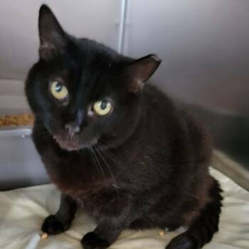 Domestic Short Hair Cats Available for Adoption - Mello - 10 Yo Senior, Bonded To Grape | PetCurious