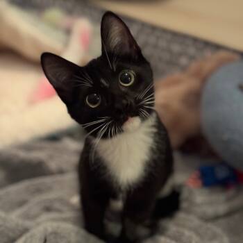 Rescue Domestic Short Hair Cats for Adoption in Port Richey, Florida - Amaya | PetCurious