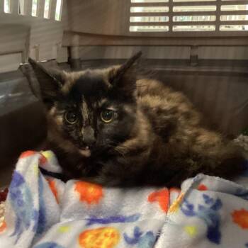 Lita -  Domestic Short Hair Cat for Adoption in Montgomery, Alabama - Lita | PetCurious