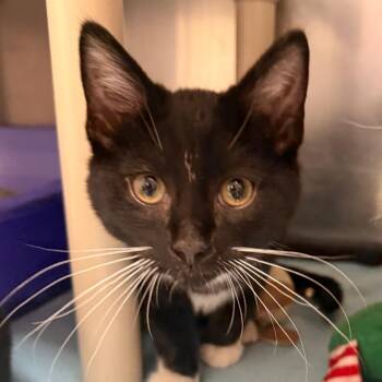 Domestic Short Hair Cats Available for Adoption - Dream Boat | PetCurious