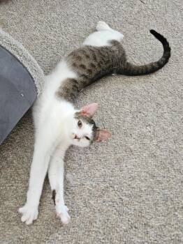 Oreo -  Domestic Short Hair Cat Available for Adoption in Manchester, Tennessee - Oreo | PetCurious