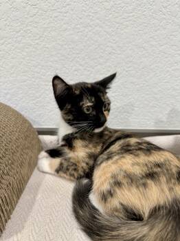 Fire -  Domestic Short Hair Cat for Adoption in Las Vegas, Nevada - Fire | PetCurious
