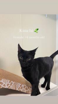 Kittens -  Domestic Short Hair Cat for Adoption in Friday Harbor, Washington - Kittens | PetCurious