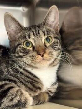 Petsmart- Timmy -  Domestic Short Hair and Tabby Cat for Adoption in Middle Township, New Jersey - Petsmart- Timmy | PetCurious