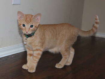 Rescue American Shorthair Cats for Adoption in Arlington, Texas - Dundee | PetCurious