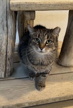 Rescue Domestic Short Hair Cats for Adoption in Chicago, Illinois - Ibiza | PetCurious