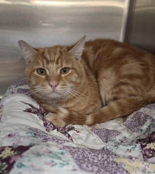 GREGORY -  Tabby Cat for Adoption in Henderson, Nevada - GREGORY | PetCurious