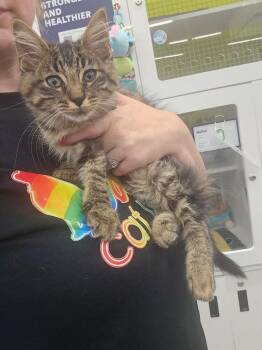 Krayola 3902 -  Domestic Medium Hair Cat for Adoption in Dallas, Texas - Krayola 3902 | PetCurious