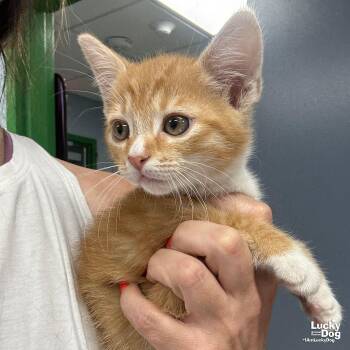 Domestic Short Hair Cats Available for Adoption in Washington, District Of Columbia - Watson | PetCurious