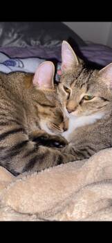 Nala n Simba -  Domestic Short Hair Cat for Adoption in Delmont, Pennsylvania - Nala N Simba | PetCurious