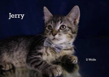 Jerry -  Domestic Short Hair Cat Available for Adoption in York, Nebraska - Jerry | PetCurious