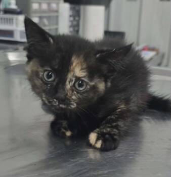 Alicia -  Domestic Short Hair Cat Available for Adoption in Hillsdale, Indiana - Alicia | PetCurious