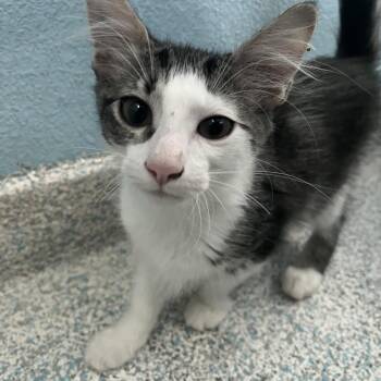 Cookie -  Domestic Short Hair Cat for Adoption in Hawthorne, California - Cookie | PetCurious