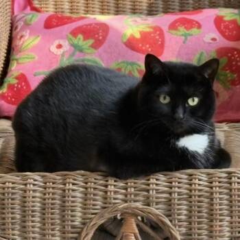 Tuxedo Cats Available for Adoption in Boca Raton, Florida - Missy | PetCurious