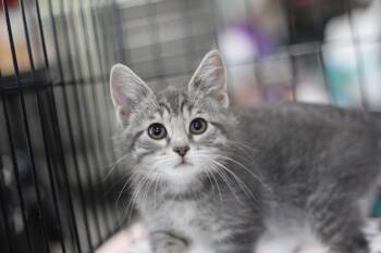 Versace -  Domestic Short Hair Cat Available for Adoption in Ottumwa, Iowa - Versace | PetCurious