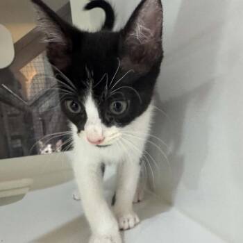 Thalia (Ziggy) -  Domestic Medium Hair Cat for Adoption in Pinellas Park, Florida - Thalia (Ziggy) | PetCurious