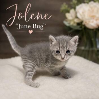 Jolene "June Bug" -  Tabby and Domestic Short Hair Cat for Adoption in Concord, North Carolina - Jolene "June Bug" | PetCurious