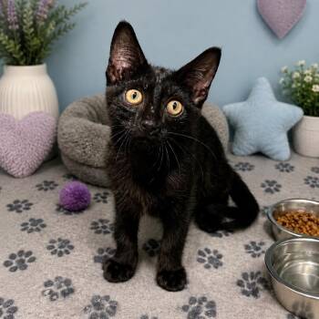 Rocket -  Domestic Short Hair Cat for Adoption in Austin, Texas - Rocket | PetCurious