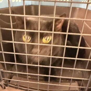 Sadaqah -  Domestic Short Hair Cat for Adoption in Philadelphia, Pennsylvania - Sadaqah | PetCurious