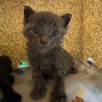 Dr. Dentist -  Domestic Short Hair Cat for Adoption in Philadelphia, Pennsylvania - Dr. Dentist | PetCurious