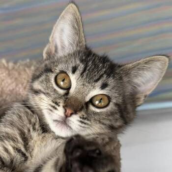 Goofy -  Domestic Short Hair Cat for Adoption in Eugene, Oregon - Goofy | PetCurious