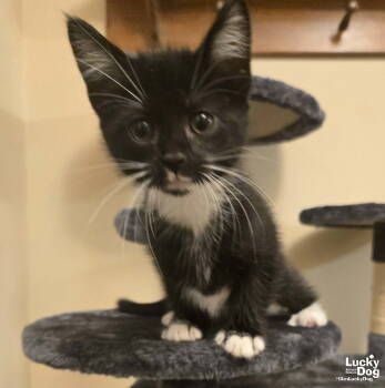 Rescue Domestic Short Hair and Tuxedo Cats for Adoption in Washington, District Of Columbia - Minnie | PetCurious