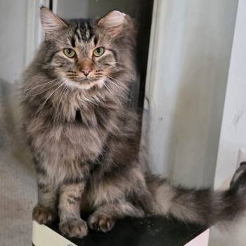 Rescue Maine Coon and Domestic Medium Hair Cats for Adoption in Waldorf, Maryland - Todd | PetCurious