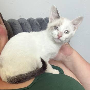 Goose -  Siamese Cat for Adoption in Pottsboro, Texas - Goose | PetCurious