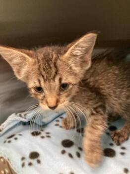 GINA -  Domestic Short Hair Cat for Adoption in Dallas, Texas - GINA | PetCurious