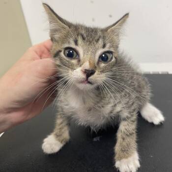 Timothy -  American Shorthair Cat for Adoption in Dickinson, Texas - Timothy | PetCurious
