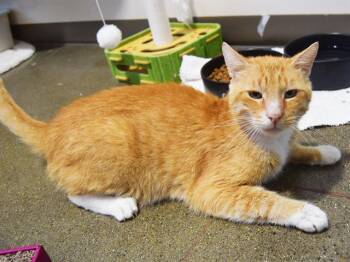 Rescue Domestic Short Hair Cats for Adoption in Sacramento, California - CHARLIE | PetCurious