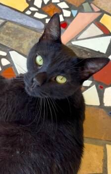 Domestic Short Hair Cats Available for Adoption in Fort Myers, Florida - Willy | PetCurious