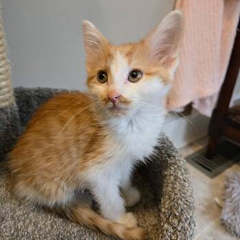 Nutmeg -  Domestic Medium Hair Cat for Adoption in Richmond, Virginia - Nutmeg | PetCurious