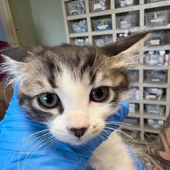 Etna -  Domestic Medium Hair Cat for Adoption in Mt. Juliet, Tennessee - Etna | PetCurious