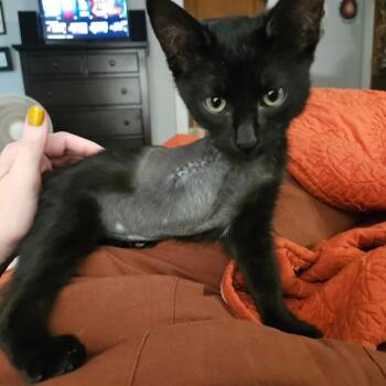 Olive -  Domestic Short Hair Cat for Adoption in Topeka, Kansas - Olive | PetCurious
