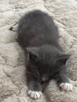 Muffin -  Domestic Short Hair Cat for Adoption in Mckinney, Texas - Muffin | PetCurious