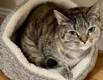 Domestic Short Hair Cats Available for Adoption in Andover, Connecticut - Eve | PetCurious