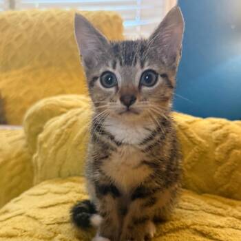 Jackie -  American Shorthair Cat for Adoption in Mount Vernon, Arkansas - Jackie | PetCurious