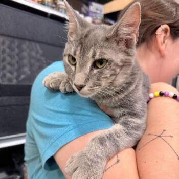 Fred -  American Shorthair Cat for Adoption in Melrose, Florida - Fred | PetCurious