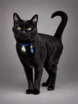 Firecracker -  Domestic Short Hair Cat for Adoption in Bowling Green, Kentucky - Firecracker | PetCurious