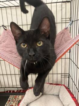 Jon -  Domestic Short Hair Cat for Adoption in Lunenburg, Massachusetts - Jon | PetCurious