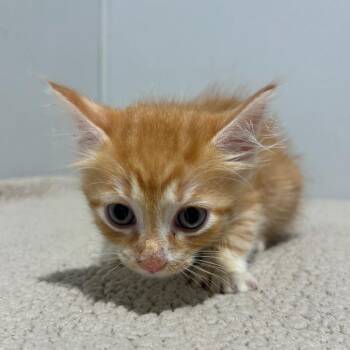 Pickles -  Domestic Short Hair Cat for Adoption in Tampa, Florida - Pickles | PetCurious