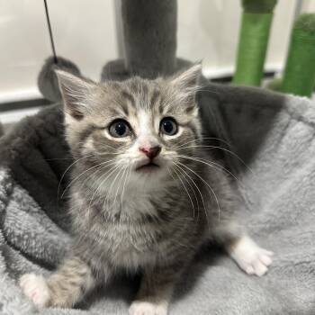 Theodore -  Domestic Short Hair Cat for Adoption in Lemoyne, Pennsylvania - Theodore | PetCurious