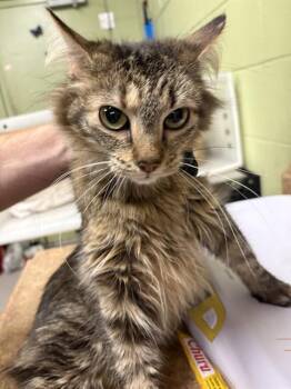 Domestic Medium Hair Cats Available for Adoption - DEENA MEATBALL | PetCurious