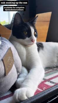 Domestic Short Hair Cats Available for Adoption in Gardena, California - Oak | PetCurious