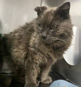 Arthur -  Domestic Medium Hair Cat for Adoption in Winnipeg, Manitoba - Arthur | PetCurious