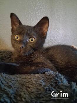 Rescue Domestic Short Hair Cats for Adoption in Lubbock, Texas - Grimm | PetCurious