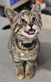 Pinstripe -  Domestic Short Hair Cat for Adoption in Frankfort, Michigan - Pinstripe | PetCurious